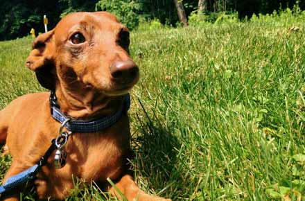 New Haven dog walking and pet sitting visits