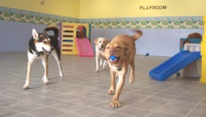 dog day care Wallingford CT