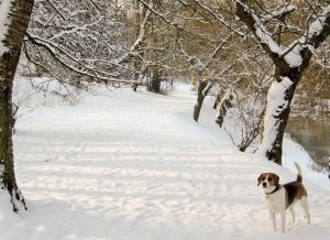 walking your dog in the snow in CT
