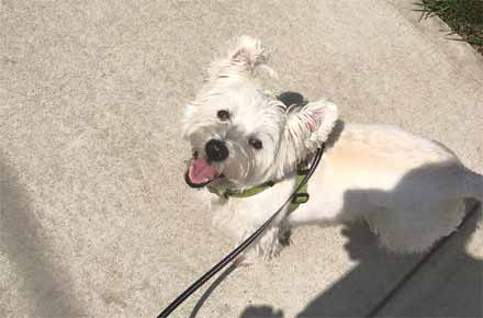 Dog walking jobs in New Haven