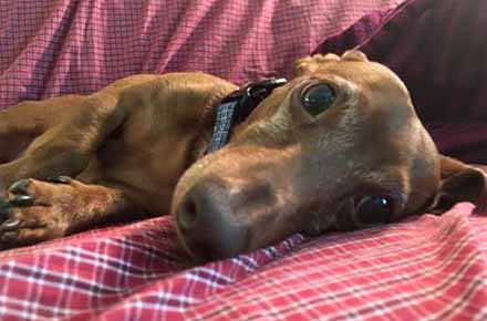 This little dachshund is ready for his daily dog walk in Wallingford