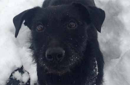 Our favorite terrier with our dog walkers in North Haven in the snow