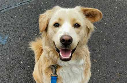 This little guy is loving his Hamden pet sitter