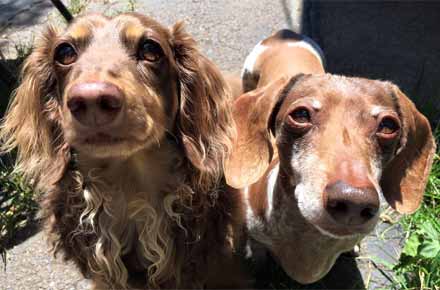 The dachshund duo ready to walk