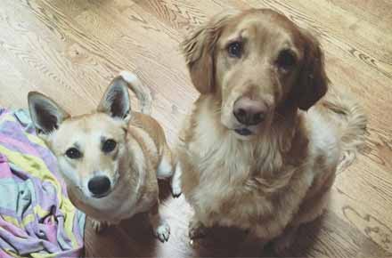 These 2 dogs are ready for their overnight pet sit in New Haven