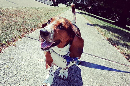 Beautiful basset hound with his dog walker