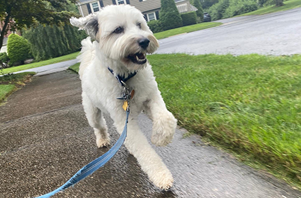 Happy dog walking in downtown Wallingford