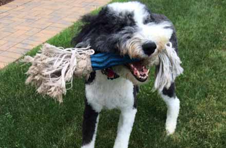 Floppy smiling for his dog walker