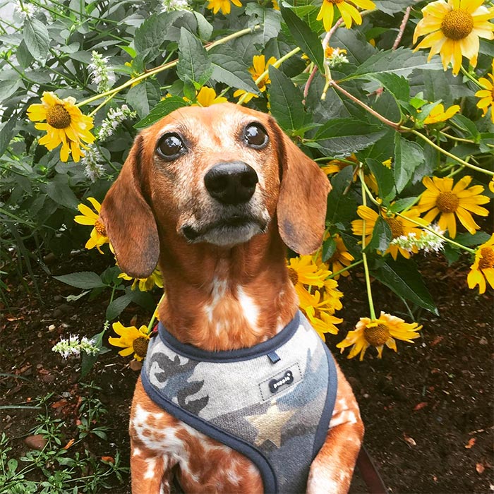 Bob posing during his dog walking visit