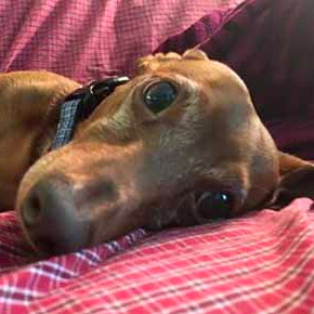 This little dachshund is ready for his daily dog walk in Wallingford