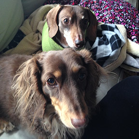 These 2 dogs are ready for their overnight pet sit in New Haven