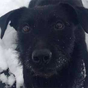 Our favorite terrier with our dog walkers in North Haven in the snow