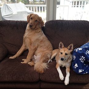 These 2 dogs are ready for their overnight pet sit in New Haven