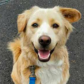 This little guy is loving his Hamden pet sitter