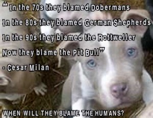 Breed-specific-legislation-cesar-milan-pit-bull-quote