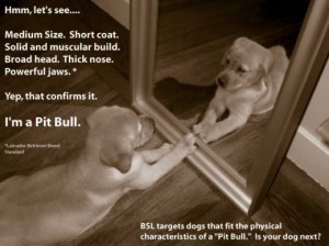 bsl traits