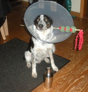 martini-dog-costume