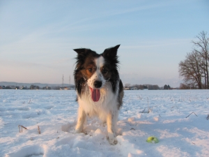 Dog playing fetch during a daily walk