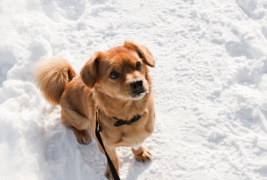 dog walkers in ct protecting their dog in the snow