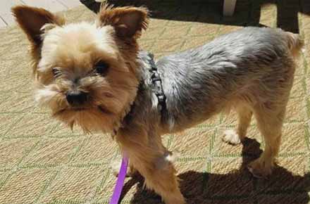 Dog Walkers in North Haven ready to walk