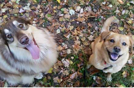 Both dogs are ready to be walked in Wallingford