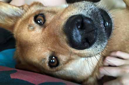 Otis snuggling during pet setting visits in Wallingford